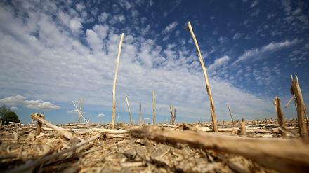 Dürre: Im Nordosten drohen das zweite Jahr in Folge Missernten. 