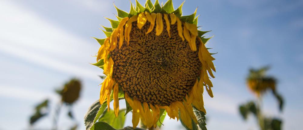 Eine vertrocknete Sonnenblume steht auf einem Feld der Erzeugergemeinschaft Agrarprodukte eG in Wildenhain, Sachsen. 