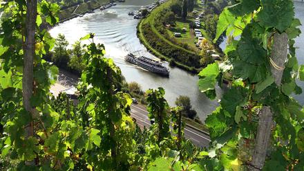 Weinstöcke am steilen Hang eines Weinbergs am Ufer der Mosel.