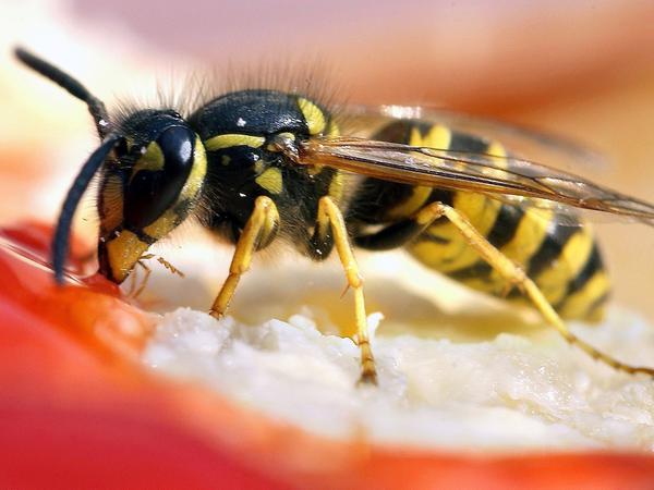 Mal abbeißen: Leider mögen Wespen und Menschen dieselben Sachen - etwa Marmeladenbrötchen. Das gibt Ärger. 
