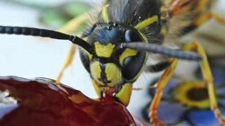 Eine Gemeine Wespe (Vespula vulgaris) hat sich auf einem Teller mit Marmelade niedergelassen. (Archivbild)