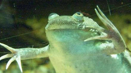 Der Krallenfrosch, Xenopus laevis, reagiert sensibel auf hormonell wirksame Stoffe. Sind sie im Wasser vorhanden, ändert er sein Rufverhalten.