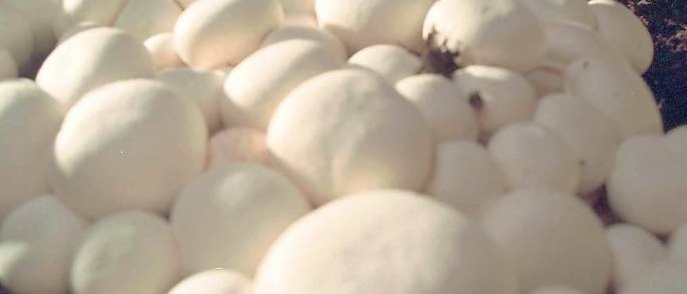 Der Pilz, ob groß ob klein, essbar muss er sein! Für die heimische Zucht eignen sich weiße Champignons. Foto: Jan-Peter Kasper/dpa