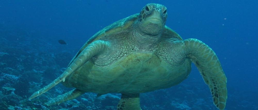 Die Erwärmung verschiebt das Geschlechterverhältnis des Nachwuchses der Grünen Meeresschildkröte, sodass an einigen Stränden fast nur noch Weibchen schlüpfen.
