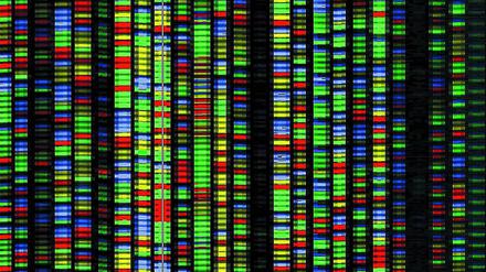 Endergebnis eines DNA-Sequenzierungsprozesses. Jede Farbe repräsentiert eine der vier Basen, aus denen DNA besteht (Adenin, Guanin, Cytosin und Thymin). 
