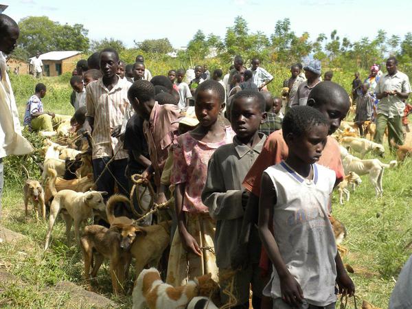 Mit der Tollwutimpfung bekommen die Hunde in der Serengeti-Region auch gleich den Staupeschutz.