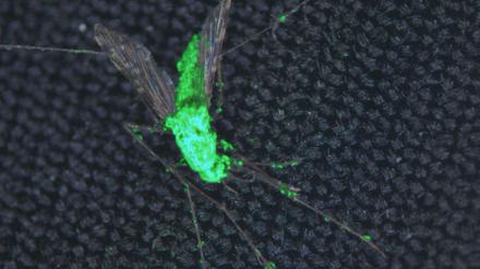 Werden Mücken wie Anopheles gambiae, die Malaria übertragen, mit einem Pilz (Metarhizium pingshaense, hier grün fluoreszierend markiert), sterben sie frühzeitig. Die Vermehrung bricht zusammen und der Malaria-Zyklus wird unterbrochen.