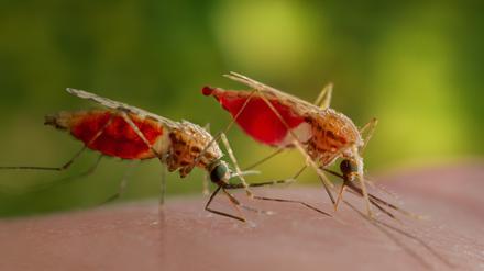 Der afrikanische Malaria-Überträger Anopheles gambiae (undatiertes Handout). 