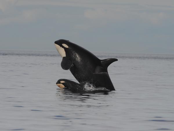 Wale, hier ein Muttertier mit Kalb, springen um Artgenossen zu signalisieren, sich einen Überblick zu verschaffen, Hautparasiten loszuwerden und wahrscheinlich, weil es so schön platscht.