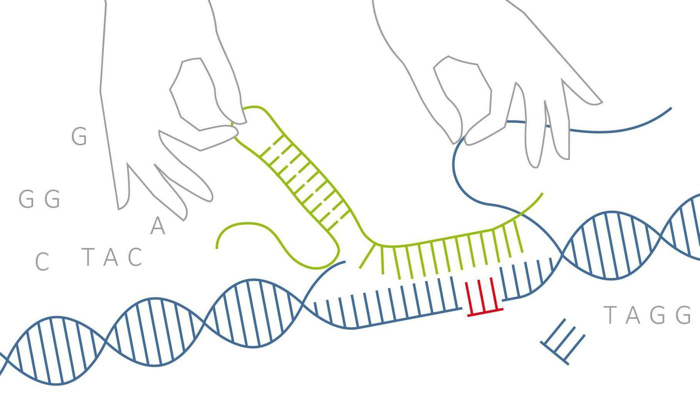 Genchirurgie Revolution im Labor