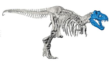 Digitaler Dino. Den Schädel eines T-Rex drucken TU-Wissenschaftler originalgetreu in 3D aus. Über die Frage, ob alle T. rexe wirklich Rexe sind, oder auch Reginas oder Imperatoren, zerbrechen sich andere ihre ganz realen Köpfe. 