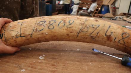Markierungen zeigen, dass dieser beschlagnahmte Stoßzahn aus Beständen der Regierung von Burundi stammt.