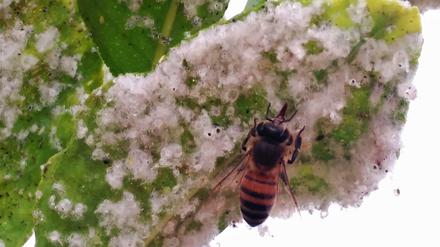 Auch Honigbienen ernähren sich von Neonicotinoid-belastetem "Honigtau" - den Ausscheidungen von Zuckersaft saugenden Blattläusen, wie hier an den Blättern von Zitrusbäumen.