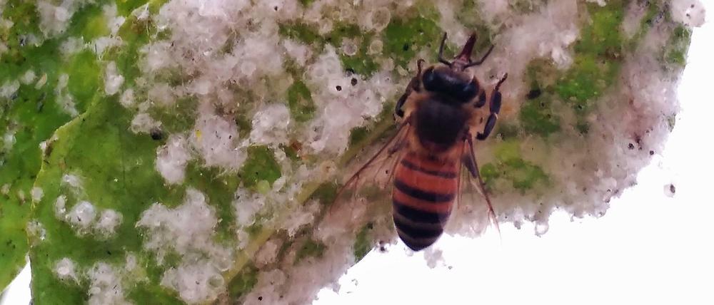 Auch Honigbienen ernähren sich von Neonicotinoid-belastetem "Honigtau" - den Ausscheidungen von Zuckersaft saugenden Blattläusen, wie hier an den Blättern von Zitrusbäumen.