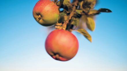 Äpfel hängen am 20.08.2014 an einem Apfelbaum in Sehnde in der Region Hannover (Niedersachsen). Foto: Julian Stratenschulte/dpa +++(c) dpa - Bildfunk+++