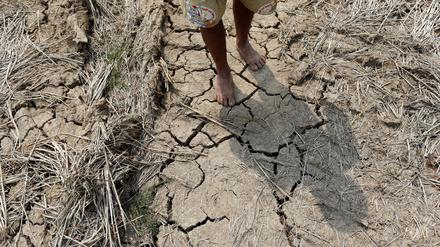 Ein Bauer in Thailand geht über ein verdörrtes Feld während der El-Niño-Phase im März 2016.