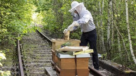 Stehen die Bienenstöcke in Regionen, in denen auch Wildbienen und andere Bestäuberarten leben, kann es zur Konkurrenz um die Blüten kommen.
