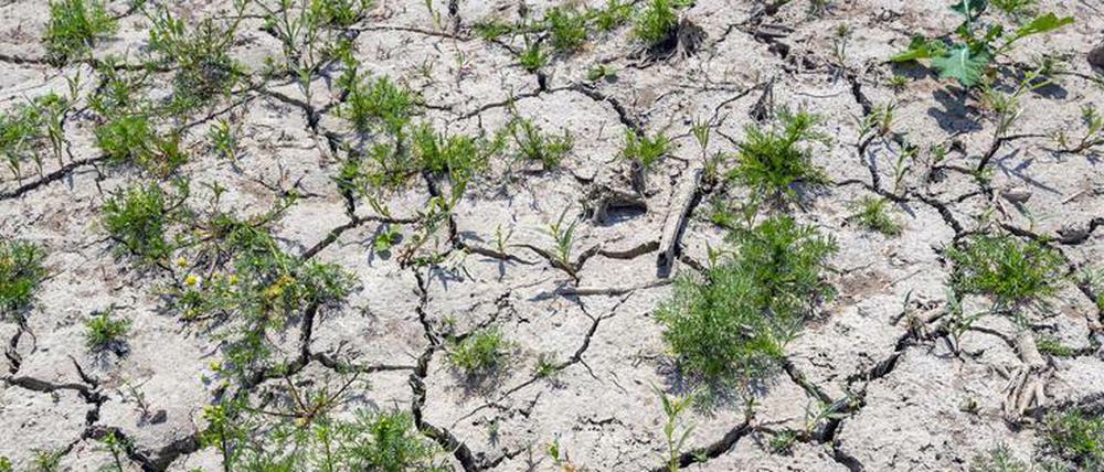 Wie hier auf einem Feld in Brandenburg sieht der Boden vielerorts aus – eine Folge der hohen Temperaturen der letzten Monate. Nach einem neuen Klimamodell könnten der Erde weitere vier außergewöhnlich heiße Jahre bevorstehen.