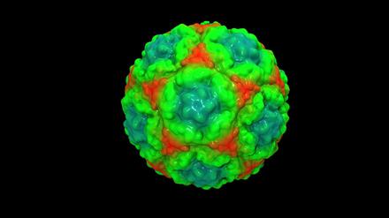 Erkältungsvirus (Rhinovirus).
