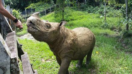 Das Sumatra-Nashorn "Tam" war der letzte männlicher Vertreter seiner Art. Fortpflanzungsversuche mit anderen Rhinos blieben erfolglos.