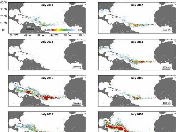 Die Grafik zeigt die Verbreitung von Golftangen (Sargassum) im Golf von Mexiko und im Atlantik im Juli von 2011 bis 2018. Die betroffene Region bedeckte im Jahr 2018 mehr als 8.850 Kilometer die Meeresoberfläche und reichte von Westafrika bis zum Golf von Mexiko, wie die Forscher nach Analyse von Satellitenbildern berichten.