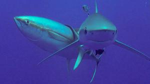 Ob bei den beobachteten zwischenartlichen Kratz-Vorfällen äußere Parasiten den Wirt wechseln, hier von Gelbflossen-Thun zu Blauhai, ist noch nicht bekannt.