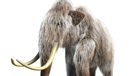 Mammuts sind ausgestorben, könnten aber womöglich wiederbelebt werden - mit Hilfe von Gentechnik. 