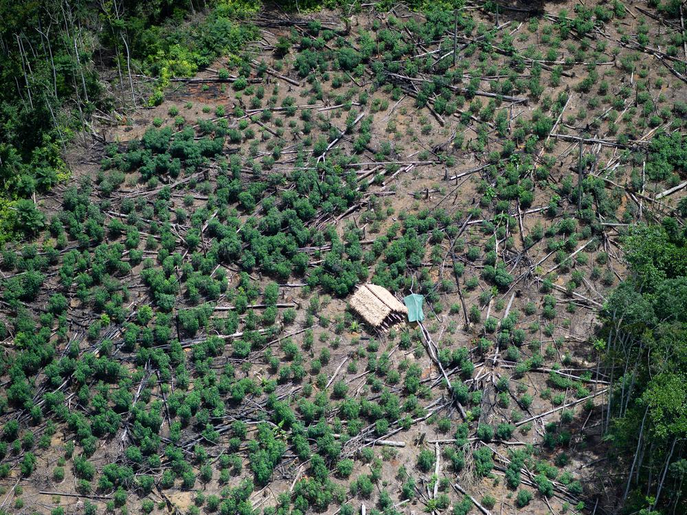 Gefährdete Indigene, gefährdetes Wissen Sprachlos in der Pflanzenheilkunde