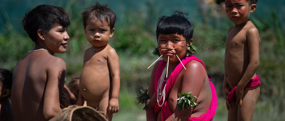 Die Yanomami leben in einem Gebiet im Nordwesten Amazoniens, in dem die gesprochenen Sprachen schon in vier Jahrzehnten verloren gehen könnten.