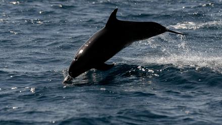 Ein Delphin schwimmt im Pazifischen Ozean vor der Küste Guatemalas.