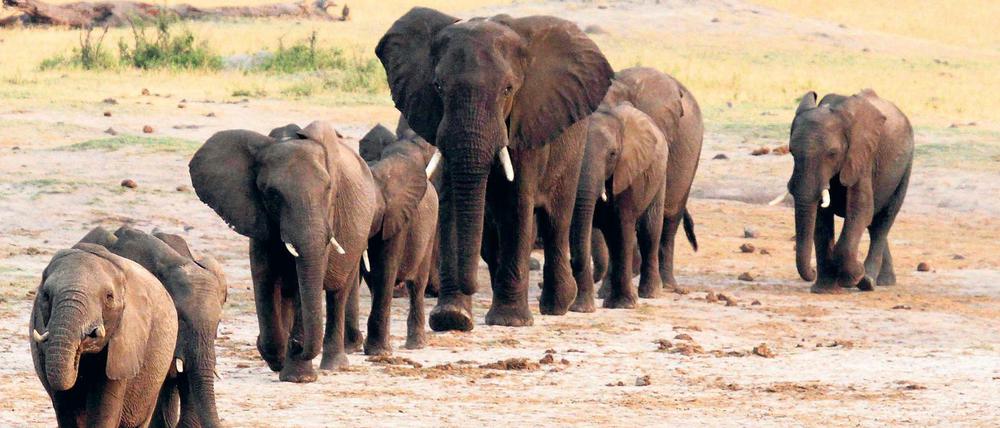 Wegen wiederholter Dürreperiode überschneiden sich die verbliebenen Lebensräume von Elefanten in Namibia immer häufiger mit denen der dort lebenden Menschen - was zu Konflikten führt, die die Regierung mit dem Verkauf von Elefanten ins Ausland zu lösen versucht. 