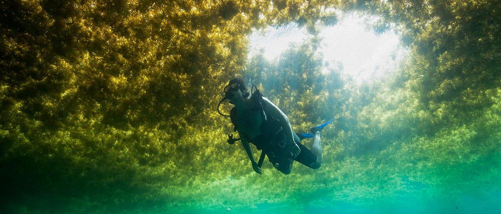 Ein Taucher schwimmt in einer Schicht von Algen in Puerto Morelos, Mexiko.