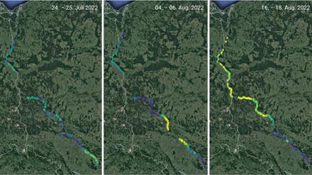 Alge fließt. Von Ende Juli, links, bis Mitte August, rechts, stammen diese drei Satellitenbilder. Sie zeigen starkes Wachstum - sowie den Weg den Fluss hinab - von Chlorophyll enthaltenden Mikroorgansimen.