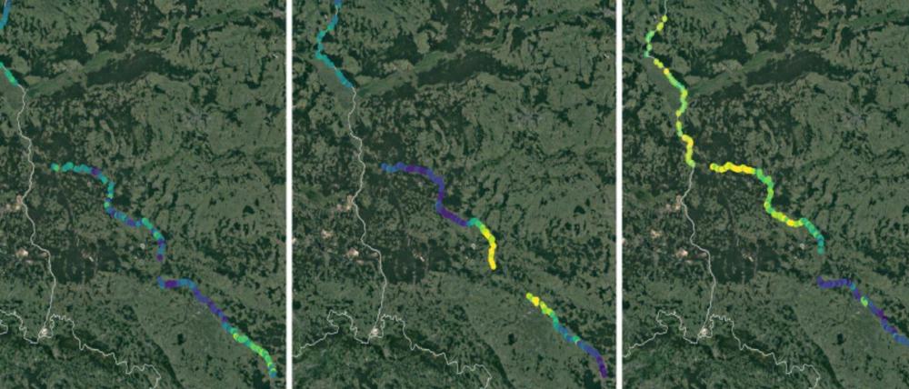Alge fließt. Von Ende Juli, links, bis Mitte August, rechts, stammen diese drei Satellitenbilder. Sie zeigen starkes Wachstum - sowie den Weg den Fluss hinab - von Chlorophyll enthaltenden Mikroorgansimen.