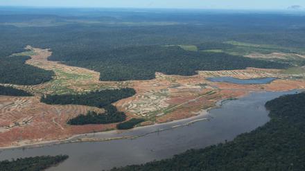 Große Waldflächen am Ufer eines breiten Flusses sind abgeholzt, zu sehen auf einer Luftaufnahme.