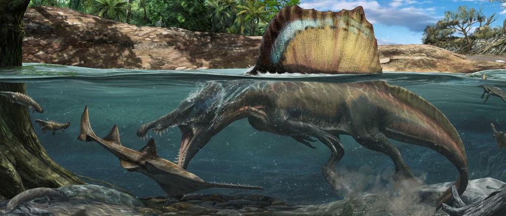Analysen der Knochen von Spinosaurus zeigen: Er jagte im und unter Wasser.