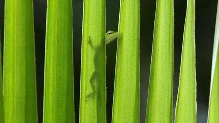 Eidechsen (hier eine Grüne Kubanische Anolis-Echse) sind Meister der Tarnung und bleiben oft unentdeckt.