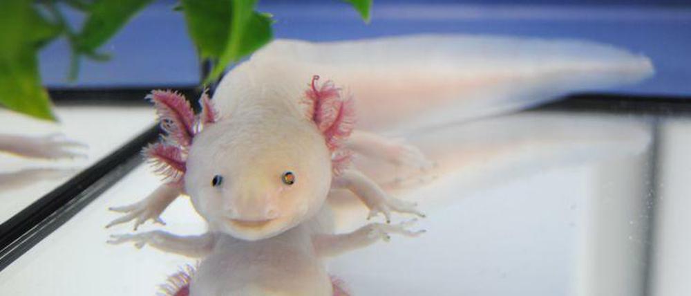 Die Versuchskaninchen von Elly Tanaka: weiße Axolotl