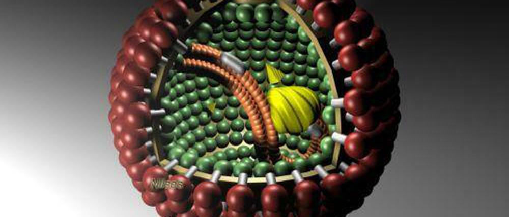 Modell eines Borna-Virus, das in seltenen Fällen auch Menschen gefährlich werden kann. 