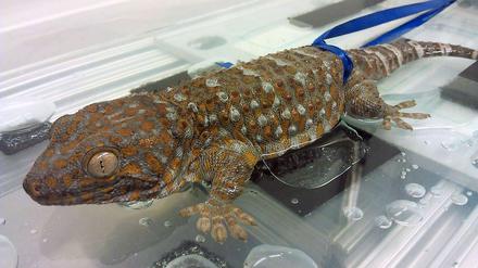Ohne Haftung. An einer komplett unter Wasser gesetzten Glasscheibe prüfen Wissenschaftler, wie gut ein Gecko haftet, indem sie ihn an einem Beckengeschirr nach hinten ziehen. 