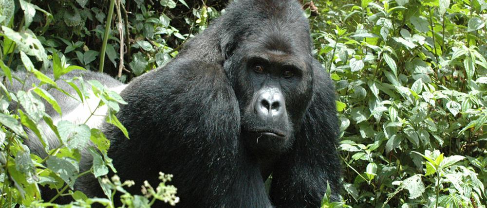 Zu den bedrohten Arten zählt unter anderem der Berggorilla.