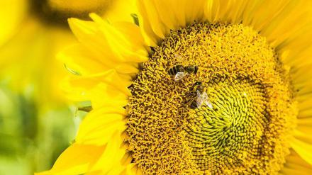 Ob diese beiden Bienen wissen, dass sie zu zweit sind – und wie viele sie wären, wenn eine dazukommt?