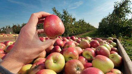 Frisch geerntet. Eine Hand hält einen roten Apfel über einer großen Kiste mit Äpfeln, im Hintergrund ein Blick auf eine Obstplantage im hessischen Hofheim.