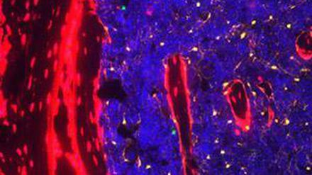 Bis ins Mark: Stammzellen des blutbildenden Systems im roten Knochenmark (blau angefärbt) sind abhängig von Signalen aus der Leber.