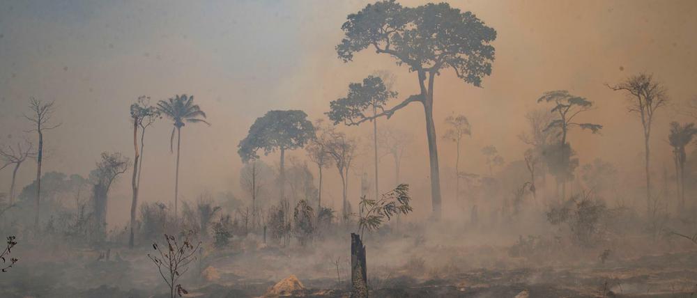 Im Regenwald werden Brände gelegt um Land für landwirtschaftliche Nutzung zu gewinnen.