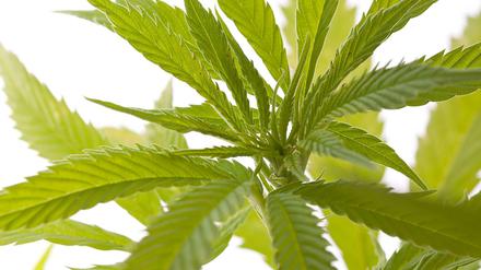 Berauschendes Kraut. Blätter der Hanfpflanze Cannabis in Nahaufnahme.