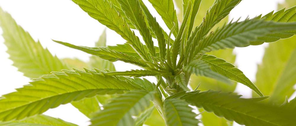 Berauschendes Kraut. Blätter der Hanfpflanze Cannabis in Nahaufnahme.