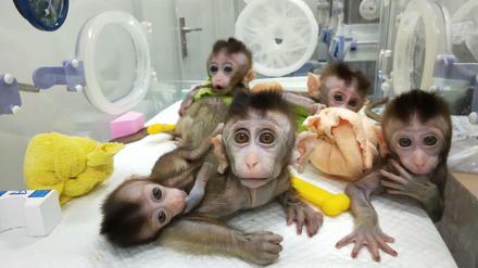 Fünf geklonte Affen sind in Shanghai zur Welt gekommen.