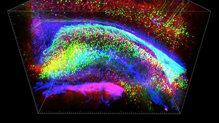 Reise ins Innere. Die verschiedenen Zelltypen im Hippokampus - dem Tor zur Erinnerung - färbten die Forscher unterschiedlich an, so dass man ihr Zusammenspiel besser sehen kann. 