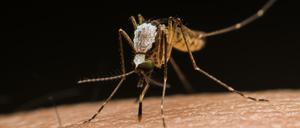 Mücken übertragen die Erreger des Malaria-Fiebers. Die Folgen ihrer Ausrottung mittels Gene-Drives wird kontrovers diskutiert.